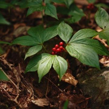 初夏警惕！野草莓誘人但勿摘錯毒果蛇莓