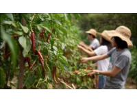 浙江衢州校長創新舉措：讓家長變身孩子食堂廚師，共筑健康飲食新生態
