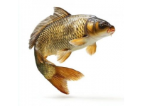 釣魚達人必學：掌握野釣鯉魚秘訣，快速提升技巧！