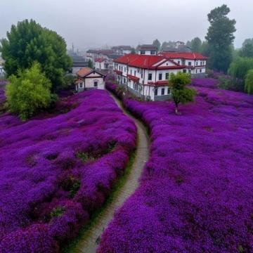 春天必游：英雄城南昌的花海湖光，22℃柔情等待您的心動瞬間