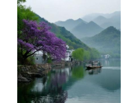 福建邵武大埠崗：浪漫櫻花海等你赴約