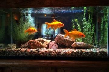 蔥姜蒜分類去腥增香秘籍:魚類用姜、貝類用蔥、禽肉用蒜的百搭用途