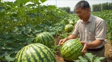 這個大爺真善良!山東濟寧icon,女生在路邊擺攤賣西瓜