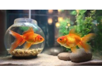 蔥姜蒜分類去腥增香秘籍：魚類用姜、貝類用蔥、禽肉用蒜的百搭用途