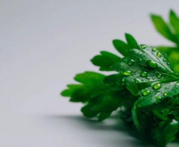 芹菜與芹葉：一字差異，營養(yǎng)迥異，一探究竟！