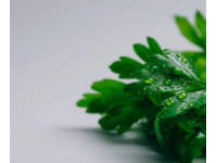 芹菜與芹葉：一字差異，營養迥異，一探究竟！