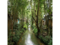 寶貝們，今日要帶您去逛一趟迷人的龍巖森林水鄉(xiāng)