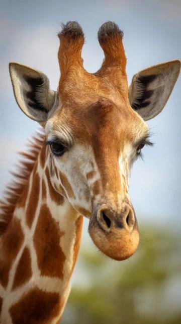 昆明動物樂園春日美食節：長頸鹿變老饕，駱駝品嘗"真香"！