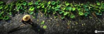 喝茶日記90：品味2013年下關甲沱茶