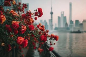 廣州春季必游：2-3月賞花地圖，鎖定最美時光！