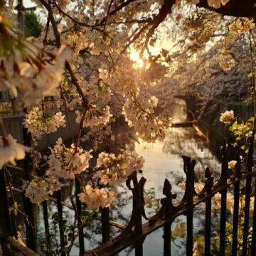廣州春季必游：2-3月賞花地圖，鎖定最美時光！