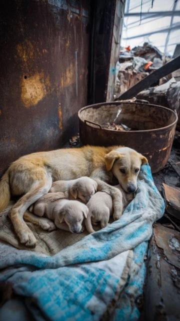 天津之旅:探秘“狗不理”包子店初體驗(yàn)