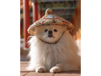 天津之旅：探秘“狗不理”包子店初體驗