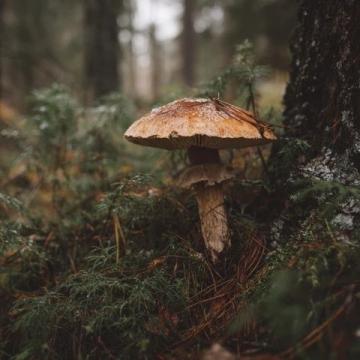 出來找菌子,走到這個地方突然跟我們家狗四目相對,然后它撒腿就跑