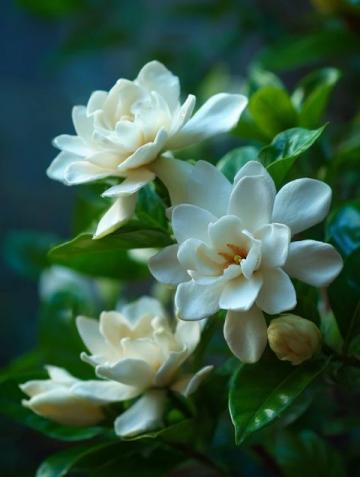 本想隨便曬點花草，卻被茉莉纏上3年3個反常識技巧，新手也能養(yǎng)出滿屋香