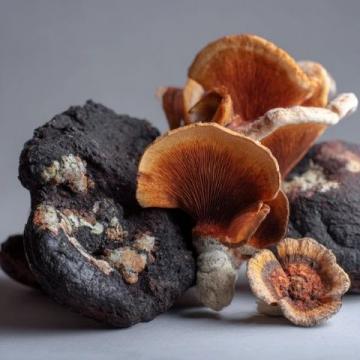 滇菌俏：探索云南野生食用菌的文化與美食之旅