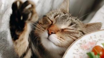 一分錢沒花,一天兩餐都好吃!