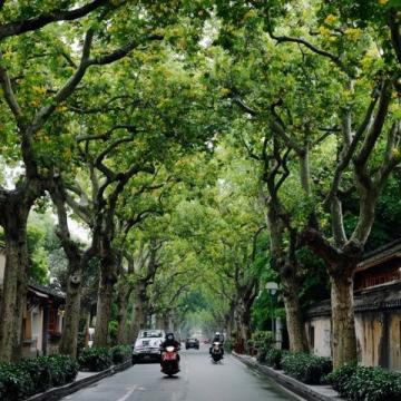 廈門三天游攻略:鼓浪嶼、植物園與環島路行程規劃