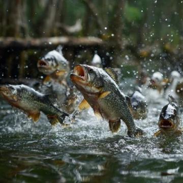 夏季如何高效野釣羅非魚？技巧全攻略