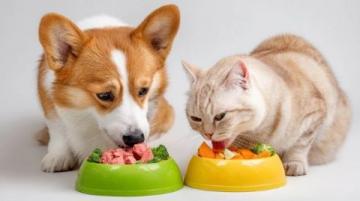 一分錢沒花,一天兩餐都好吃!