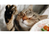 一分錢沒花，一天兩餐都好吃！