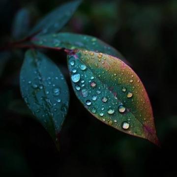 秋季初起的細(xì)雨是白露節(jié)氣的特征,此時(shí)身體容易出現(xiàn)各種問題.