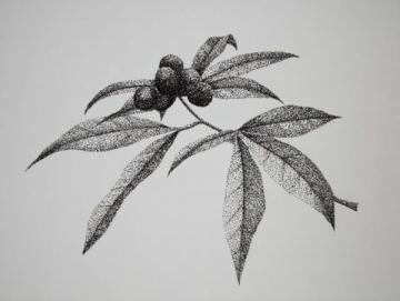 揭秘紅參制作工藝與常見知識