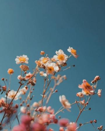 百花齊放共傳戲比天大的精神