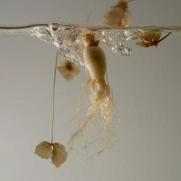 揭秘紅參制作工藝與常見知識