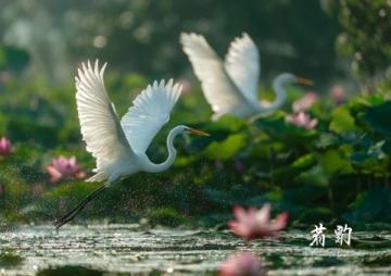 墊江山河湖濕地公園：休閑旅游勝地攻略全解析