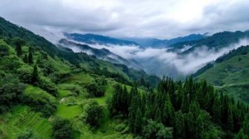 云南深山探秘:揭開大自然的珍饌——野生菌