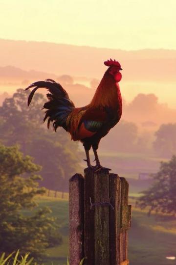 教你在家做燉大公雞,簡單又美味,上桌就被搶光盤,快來學學吧!