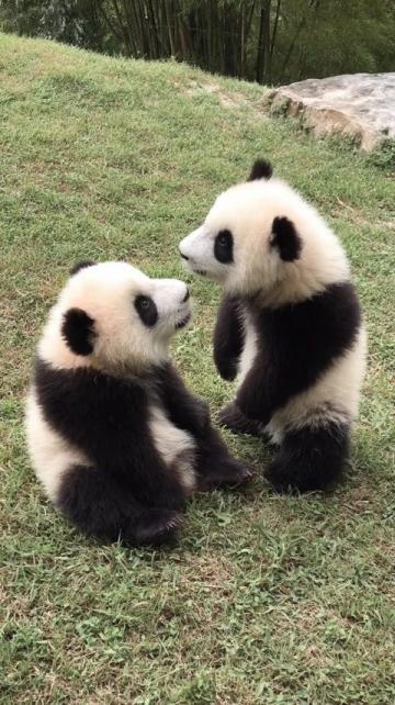 四川熊貓與老虎緣何不相食?