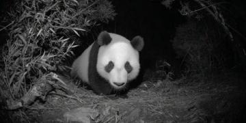 四川熊貓與老虎緣何不相食?