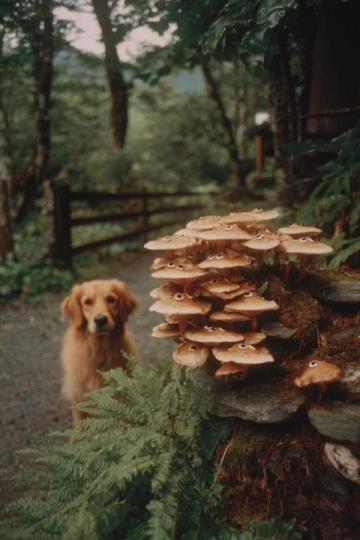 雨季來臨!怒江秘境一斤50元的神秘野生菌你認識嗎?