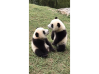 四川熊貓與老虎緣何不相食？