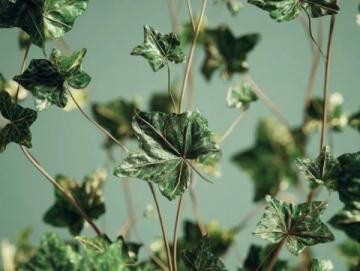 綠蘿養(yǎng)護的小竅門，讓你的綠蘿更健康更美麗！