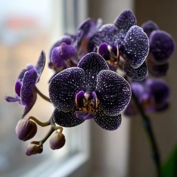 虎皮蘭怎么養(yǎng)(金邊虎皮蘭怎么養(yǎng))