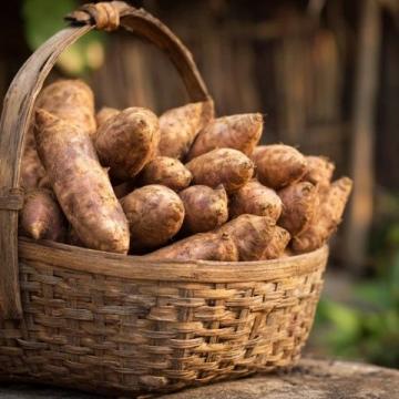 家鄉老品種芋頭雖小，煮后粉糯香甜極佳