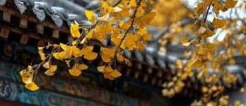 八大處公園:北京西山的璀璨明珠,古剎鐘聲與紅葉爛漫相映成趣!