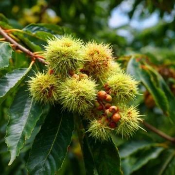春天榆錢的吃法(春天的美食榆錢)