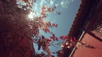 梅花盛開的景色無比迷人