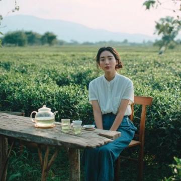 今年春白茶知多少:了解春白茶小知識