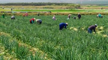 湖北江漢平原蒸菜飄香，喜宴盛景！
