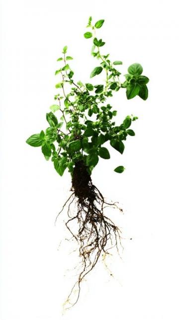 廣西特色葉籺：艾草葉籺與糯米麻籺