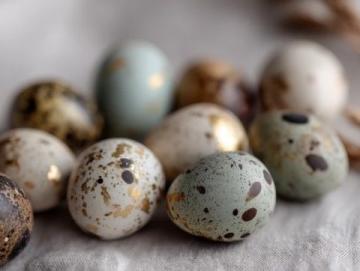 鵪鶉蛋營養價值高:比雞蛋多30%蛋白質,適合全家人享用