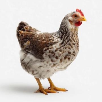 你知道嗎？最近有一對雞火爆全網，但它們其實根本不是雞