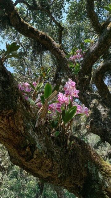 '蘭花栽培知識與管理
