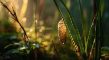 驚蟄時節:萬物復蘇,春雷初鳴——生機勃發的春之序曲
