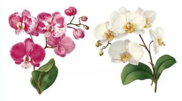 '蘭花栽培知識與管理